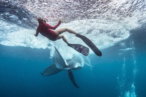 Susidūrimas su banginiu vos nesibaigė tragedija: užkabino uodega ir itin sunkiai sužalojo