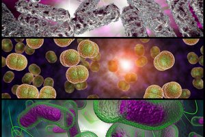 Eksperimentas su bakterijomis ir alaus mielėmis parodė: kosmose gali egzistuoti gyvybės oazės