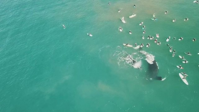 Pasiplaukiojimo dar ilgai nepamirš: prie būrio banglentininkų prisijungė pora banginių