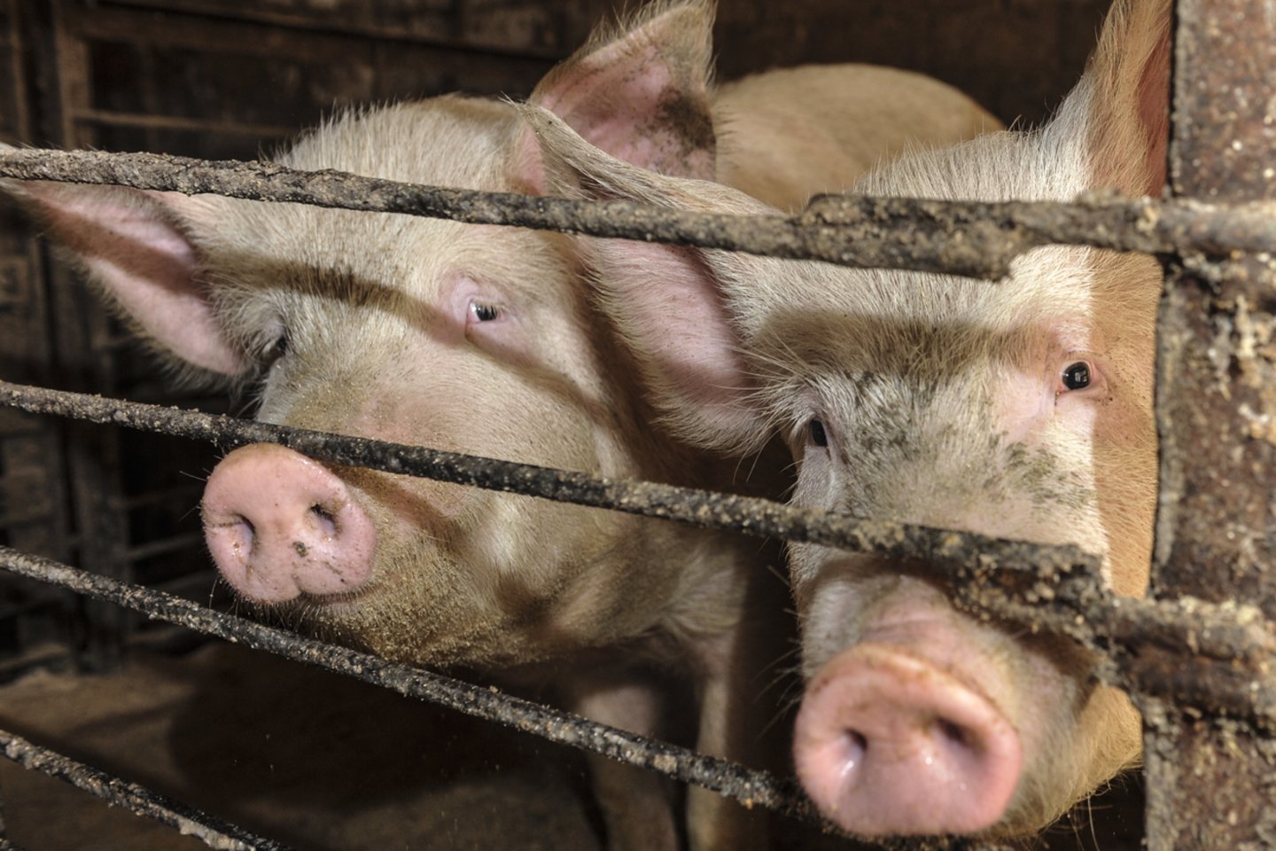 Šiemet ypatingai sudėtinga situacija dėl afrikinio kiaulių maro susiklostė Lenkijoje.<br>V.Ščiavinsko nuotr.