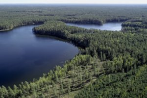 Paaiškino, kodėl verta būti šalia spygliuočių medžių: nauda žmogaus sveikatai – stulbinanti