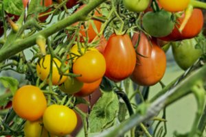 Vyras atskleidė, kaip nuo maro saugo mėgstamiausias daržoves – pomidorus