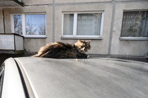 Įstrigusią katę vilnietė gelbėjo net nuėmusi kaimyno automobilio ratą, bet to neužteko