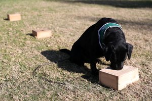 Koronavirusą aptikti galintys šunys populiarėja: Dubajaus oro uostas skelbia, kad šie pradeda darbą