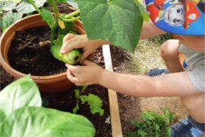 Ekologiškas maitinimas darželiuose pasiteisino: vaikai mažiau serga ir atranda naujas veiklas