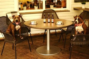 Pasakė, kodėl Druskininkai yra ideali vieta auginti šunis