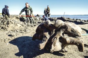 Medžioklę atgaivino tirpstantis įšalas – žmonės kaunasi dėl brangių mamutų ilčių