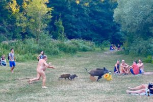 Juoką sukėlęs incidentas paplūdimyje: plėšikai šernai nesitikėjo, kad juos vysis nukentėjęs nudistas