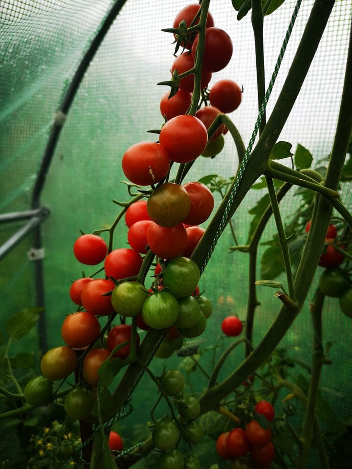 A.Pikienė – pomidorų kolekcininkė.<br>alytausnaujienos.lt nuotr.