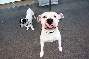 Perspėja dėl šunų ar kačių padarytų sužalojimų: nelaimingas atsitikimas gali baigtis tragiškai