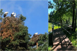 Takas, kur sutiksite baltųjų gandrų koloniją: Lietuvos pakrašty – „Rojaus kelias“