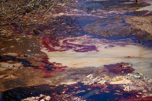 Ekologinė avarija Klaipėdoje: dėl išsiliejusio dyzelino vertinama padaryta žala aplinkai