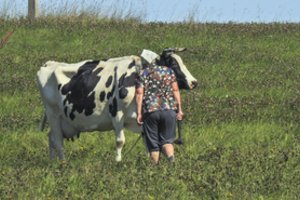 Nuo trečiadienio dalins paramą pieno gamintojams