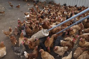 Ūkiškai gyvenantieji stebisi – pasitaiko ir 16-mečių, kurie nebūna gyvai matę vištos