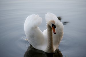 Joniškio r. gulbės jauniklis išgyveno per stebuklą: krante laukė žvejų palikti spąstai