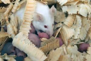 Mokslininkai pelėms suleido žmonių smegenų ląstelių – štai kas nutiko