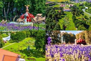 Kviečia į Pakruojo dvarą: ar jau braidėte didžiausiame lietuviškųjų levandų vandenyne?