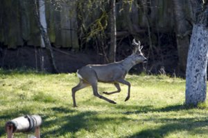 Kėdainių r. policijos automobilis susidūrė su stirna
