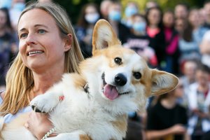 Sparčiai populiarėjantys korgiai – itin prie šeimininko prisitaikantys šunys