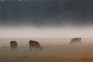 Lietuvos ūkininkai atliks eksperimentą: pradedama naujos kartos aplinkosaugos priemonė