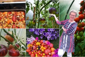 Aldonos pomidorų derlius – išskirtinis gausa ir veislėmis, o jos patarimai – aukso vertės