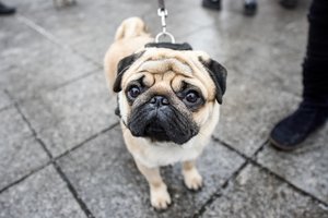 10 faktų apie šunis, kurie nustebins