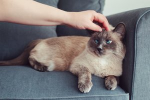 Mokslininkai įsitikino – Siamo kačių kailis ypatingas