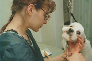 Specialybės, kurių nesitikėjote rasti profesinėje mokykloje: nuo dronų valdytojo iki šunų kirpėjo