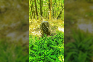 Nelegaliose kapinėse palaidojusiems savo augintinius davė dvi savaites: viską sulygins su žeme