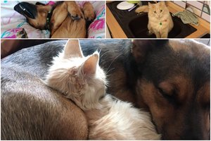 Benamiui šuniui ir katei namus suteikusi Karolina jų neišdavė ir palikdama Lietuvą