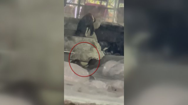 Aplankęs zoologijos sodą vyras pakraupo: pingvinų aptvare lakstė milžiniškos žiurkės
