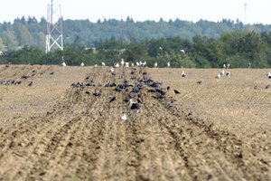 Žemdirbių nuomonės dėl tiesioginių išmokų lubų išsiskyrė