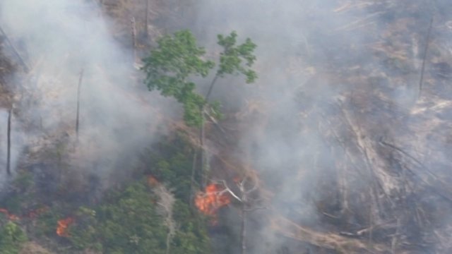 Amazonės džiungles pasiglemžė gaisras: miškų naikinimas ženkliai didesnis nei praeitąmet