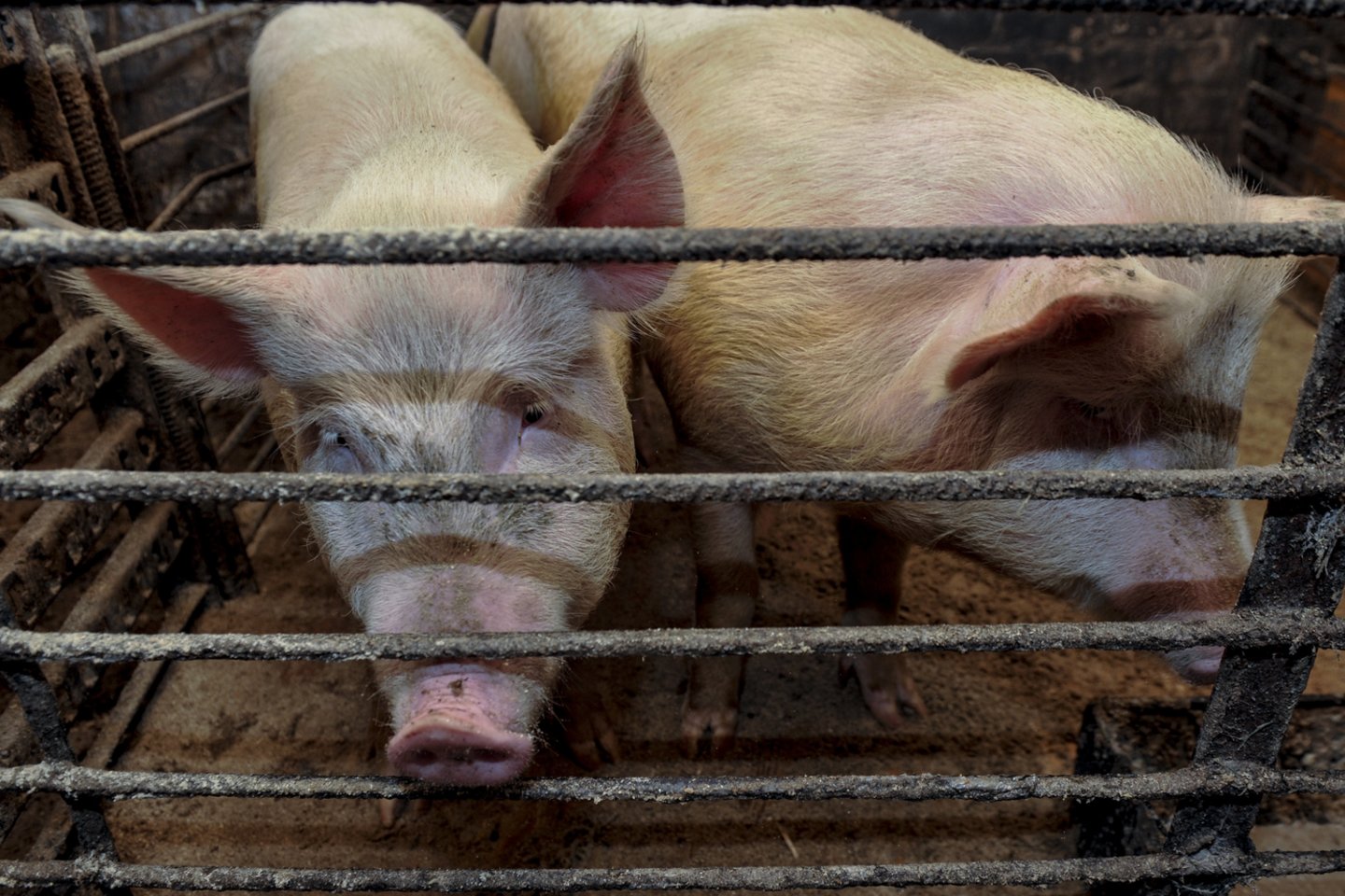 Kiaulių laikytojai turi skirti dar didesnį dėmesį biologinio saugumo priemonių įgyvendinimui ir saugoti savo gyvūnus.<br>V.Ščiavinsko nuotr.