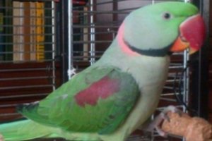 Dingo galinti kalbėti papūga: savininkai už radybas žada atlygį