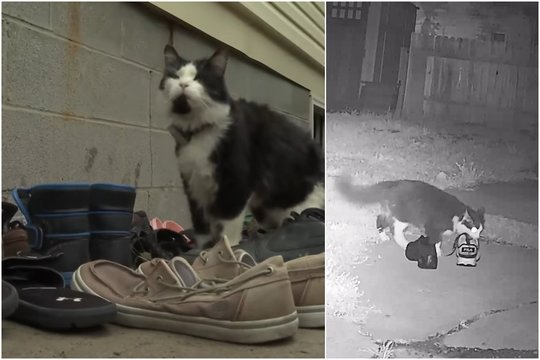 Katinas-plėšikas terorizuoja kaimynus: užfiksavo, kaip naktimis tempia grobį namo