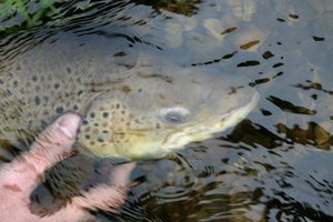 Žvejams verslininkams Kuršių mariose žadamas draudimas imti itin vertingas žuvis