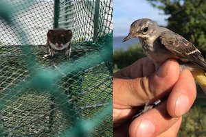 Ornitologų tinkluose – netikėti laimikiai: paukštienos užsigeidę pakliūva ir įžūlūs plėšikai