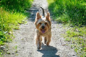 Drąsus Jorkšyro terjero poelgis išgelbėjo jo šeimininkams gyvybę