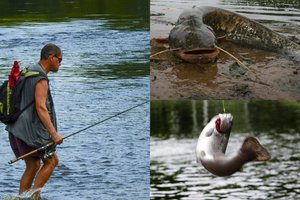 Prie Kauno žuvų gaudyti plūsta žvejai iš visos Lietuvos: kimba galingi laimikiai