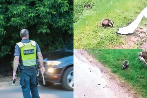 Rokiškio r. pareigūnams – širdį spaudžianti užduotis: per gatvę pas motiną palydėjo du barsukus
