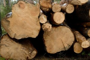 Įžūlūs asmenys neteisėtai nukirto tris medžius: turės atlyginti 6 tūkst. eurų žalą