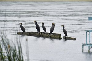 Dzūkijoje Nemunas ir toliau senka, dešinioji atšaka gali tapti senvage