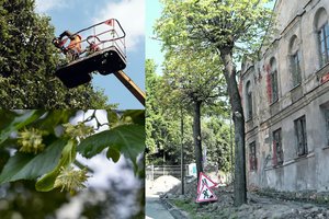 Miesto prižiūrėtojų akibrokštas: Kaune liepas pavertė palmėmis