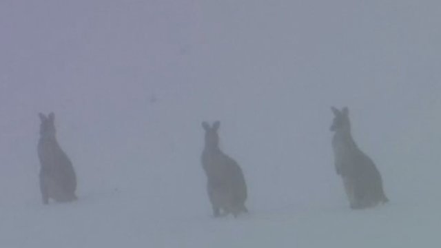 Australiją užklupo sniegas: šia staigmena mėgaujasi ne tik australai, bet ir kengūros