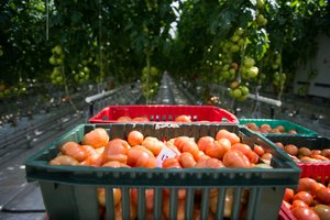 Dėl lenkiškų vaisių ir daržovių kokybės – nerimą kelianti informacija