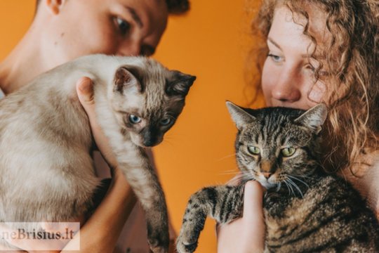 Du katinėliai iš prieglaudos tapo geriausiais draugais: išsirinkti padėjo išsigandusios, bet švelnios akys