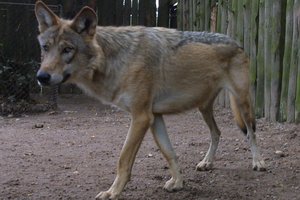 Apsaugos nuo vilkų priemonės bus kompensuojamos ir šeimos ūkiams