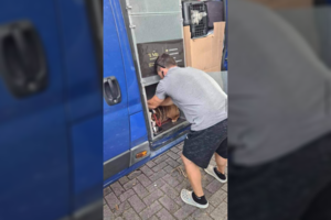 Lietuvos pervežėjų autobusiuke nugaišus šuniui, šeimininkas kaltina nužudymu: įmonė pateikė atsaką