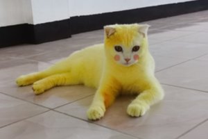 Katę ciberžole gydžiusi šeimininkė nustebino pasaulį – augintinė virto Pikachu